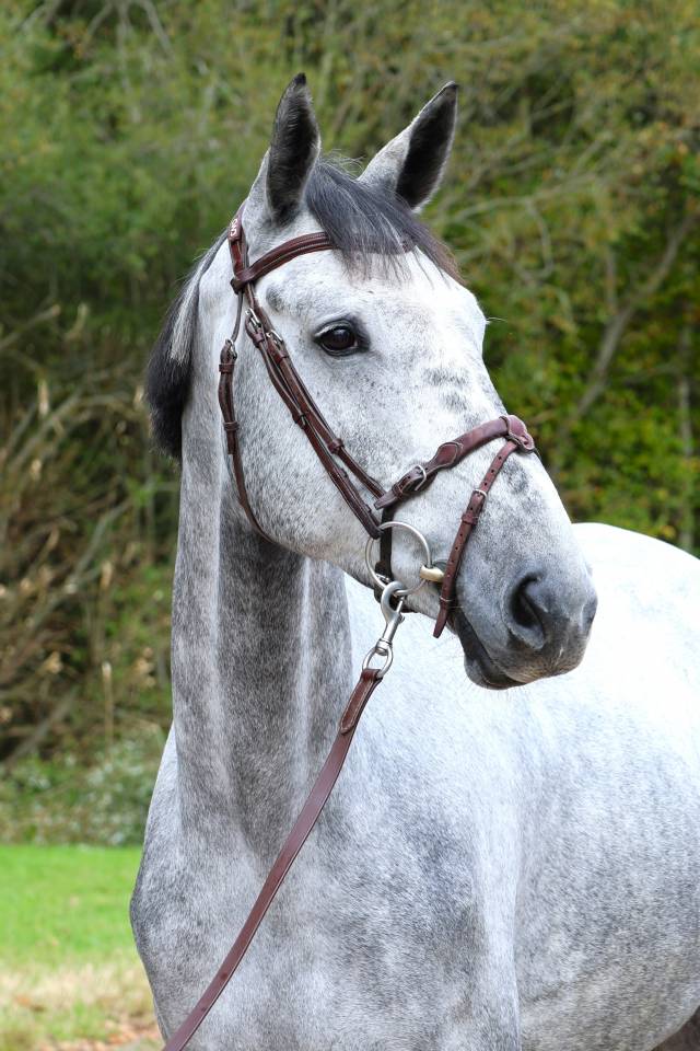 Ruin Selle Français Te koop 2020 Schimmel ,  Baloussini