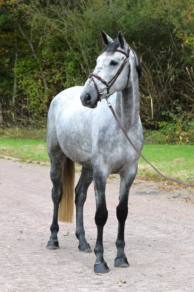 Ruin Selle Français Te koop 2020 Schimmel ,  Baloussini