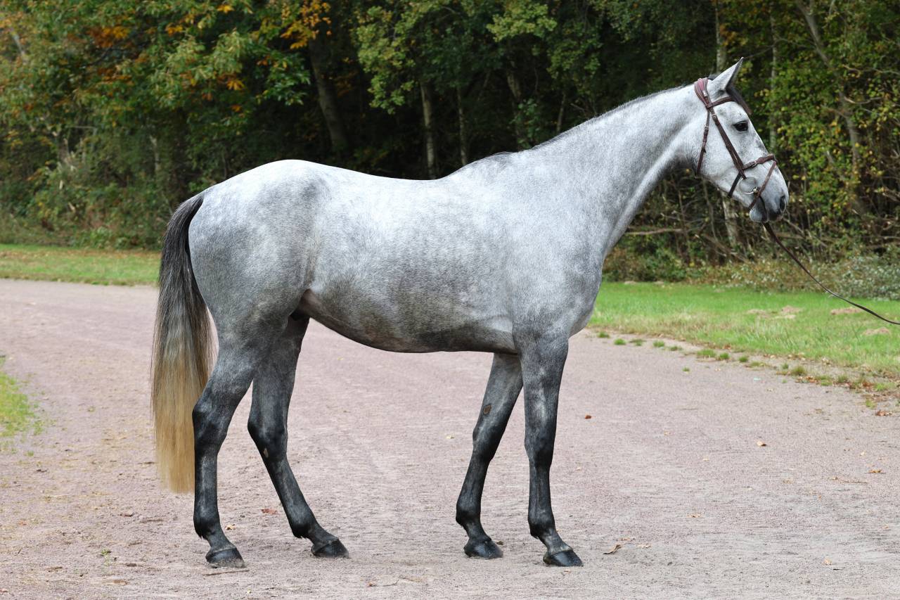 Ruin Selle Français Te koop 2020 Schimmel ,  Baloussini