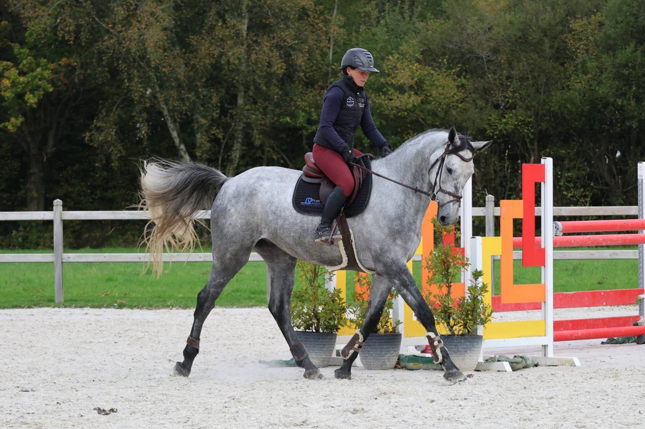 Ruin Selle Français Te koop 2020 Schimmel ,  Baloussini