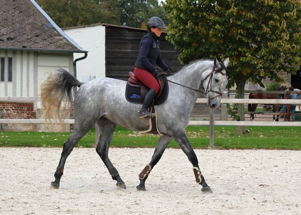 Ruin Selle Français Te koop 2020 Schimmel ,  Baloussini