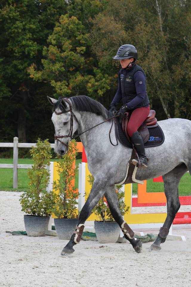 Ruin Selle Français Te koop 2020 Schimmel ,  Baloussini