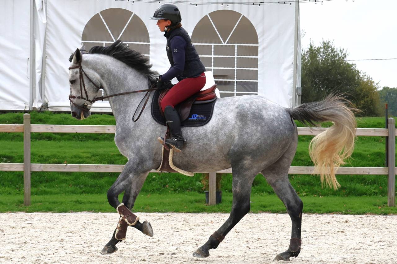 Ruin Selle Français Te koop 2020 Schimmel ,  Baloussini