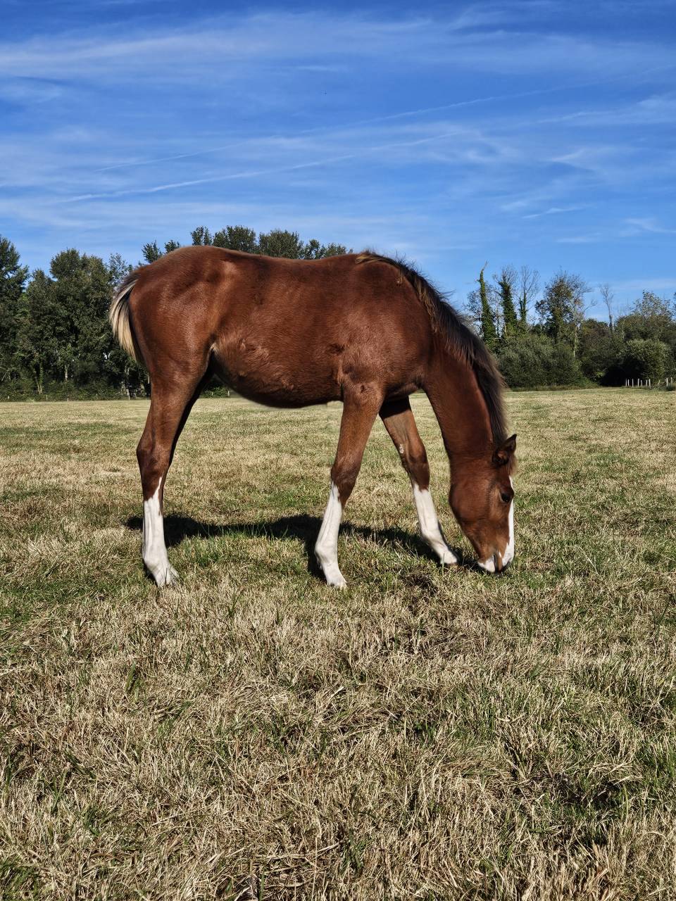 Veulen (vr) Selle Français Te koop 2025 Donker bruin / bai ,  Kilimandjaro Semilly