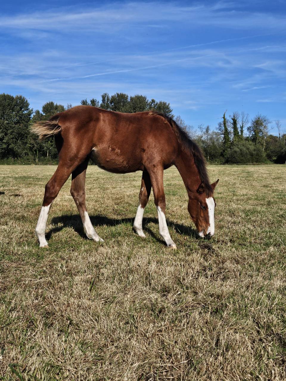 Veulen (vr) Selle Français Te koop 2025 Donker bruin / bai ,  Kilimandjaro Semilly