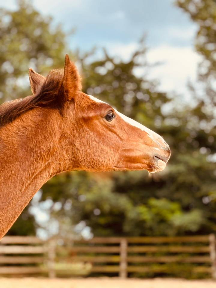 Veulen (vr) Selle Français Te koop 2025 Donker bruin / bai ,  Kilimandjaro Semilly