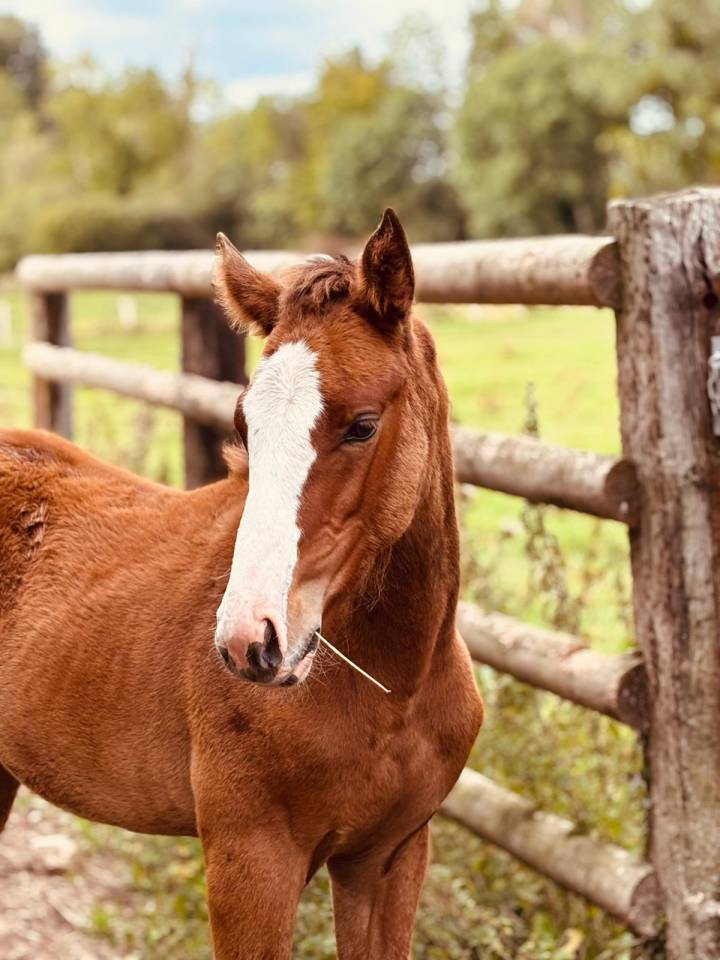 Veulen (vr) Selle Français Te koop 2025 Donker bruin / bai ,  Kilimandjaro Semilly