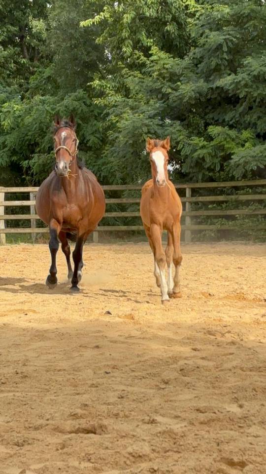 Veulen (vr) Selle Français Te koop 2025 Donker bruin / bai ,  Kilimandjaro Semilly