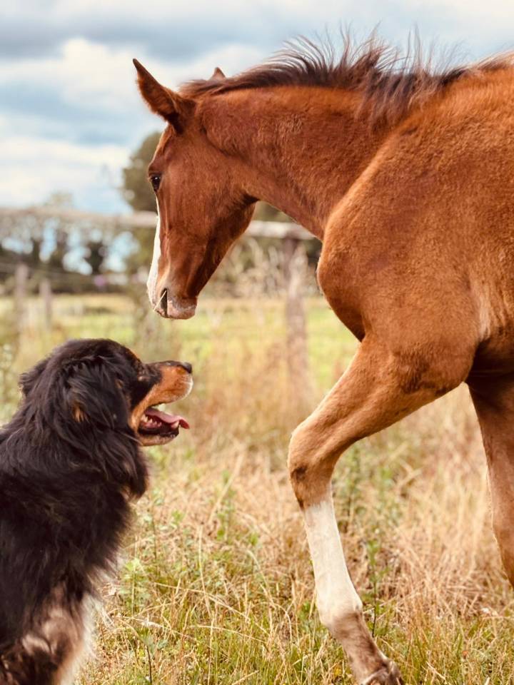 Veulen (vr) Selle Français Te koop 2025 Donker bruin / bai ,  Kilimandjaro Semilly