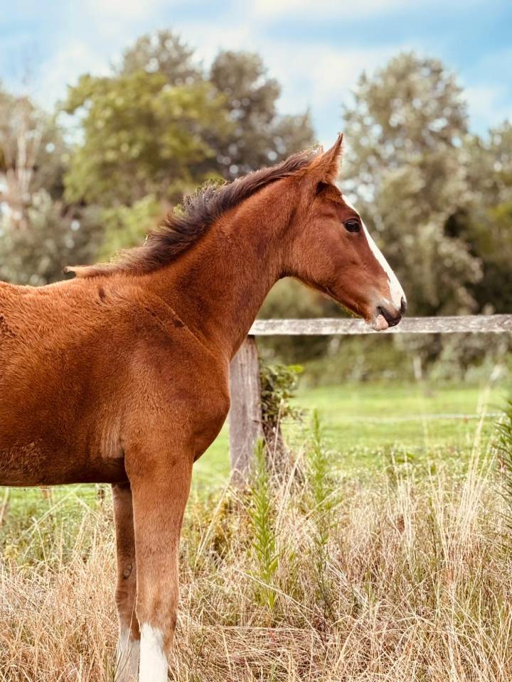 Veulen (vr) Selle Français Te koop 2025 Donker bruin / bai ,  Kilimandjaro Semilly