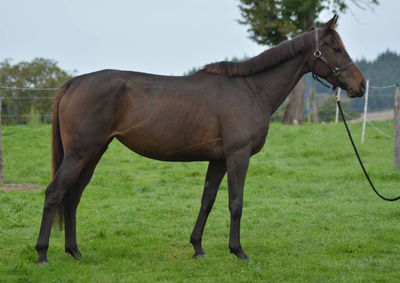 Merrie Engels volbloed Te koop 2021 Koffie vos