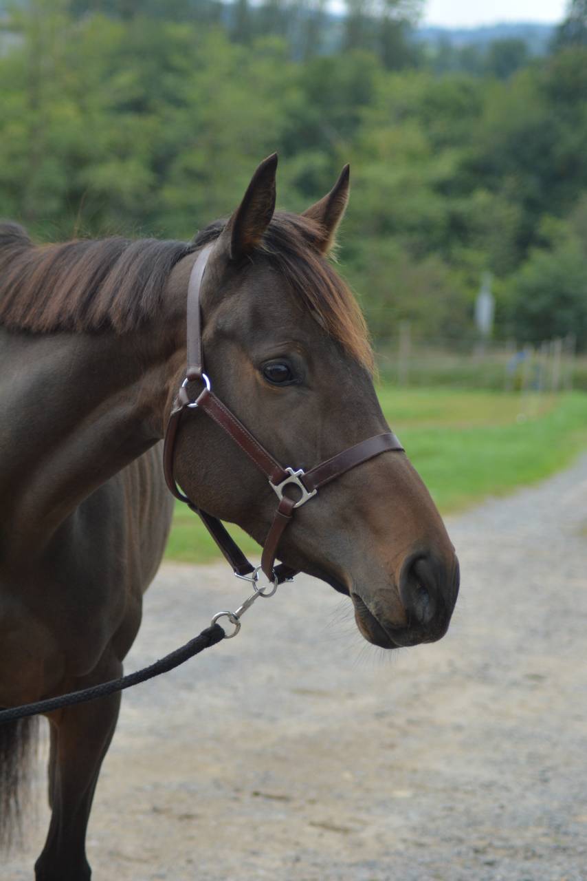Merrie Engels volbloed Te koop 2021 Koffie vos