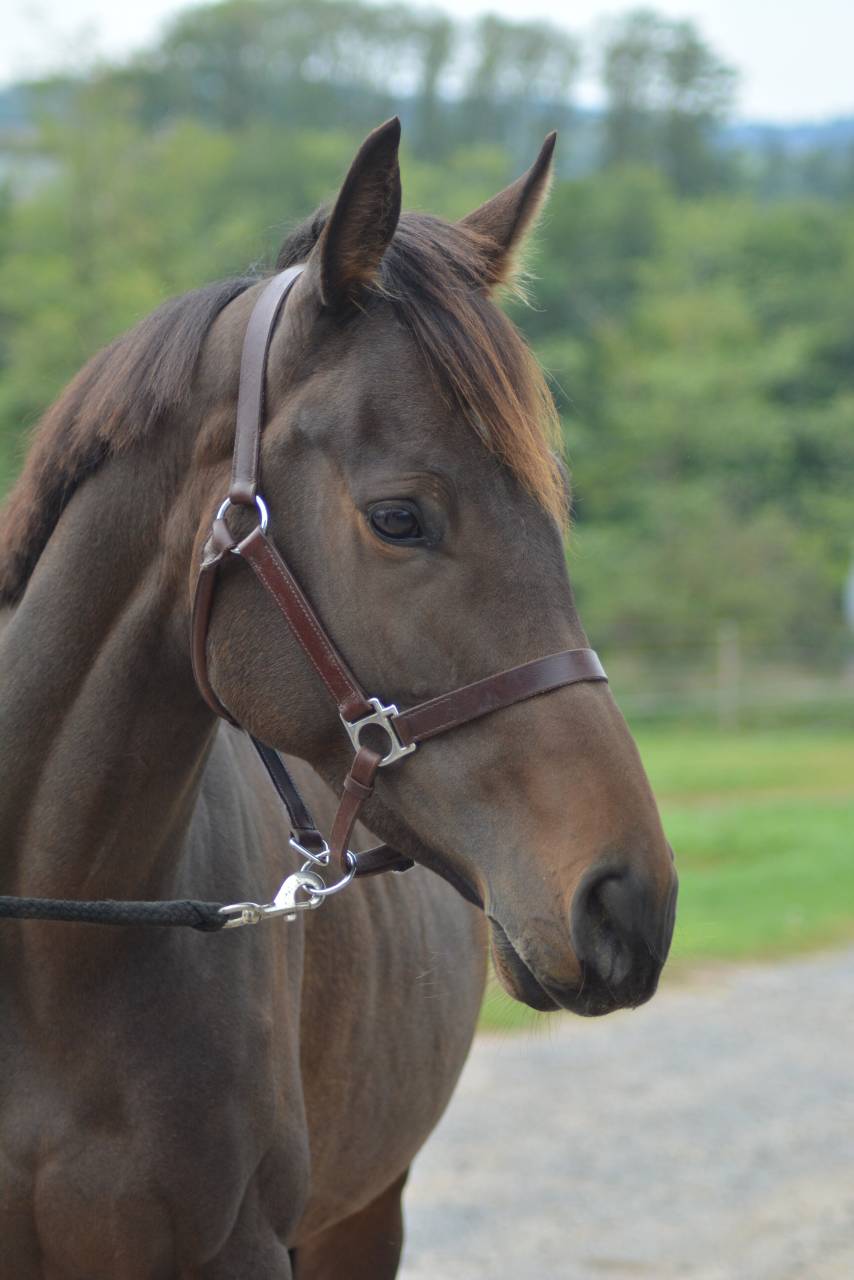 Merrie Engels volbloed Te koop 2021 Koffie vos