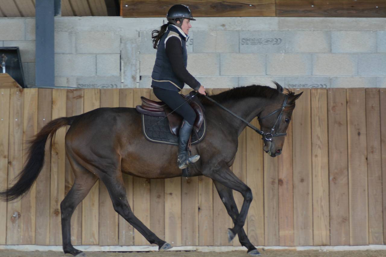 Merrie Engels volbloed Te koop 2021 Koffie vos