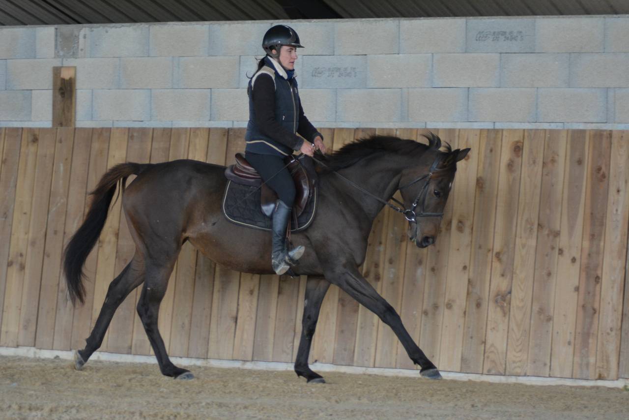 Merrie Engels volbloed Te koop 2021 Koffie vos