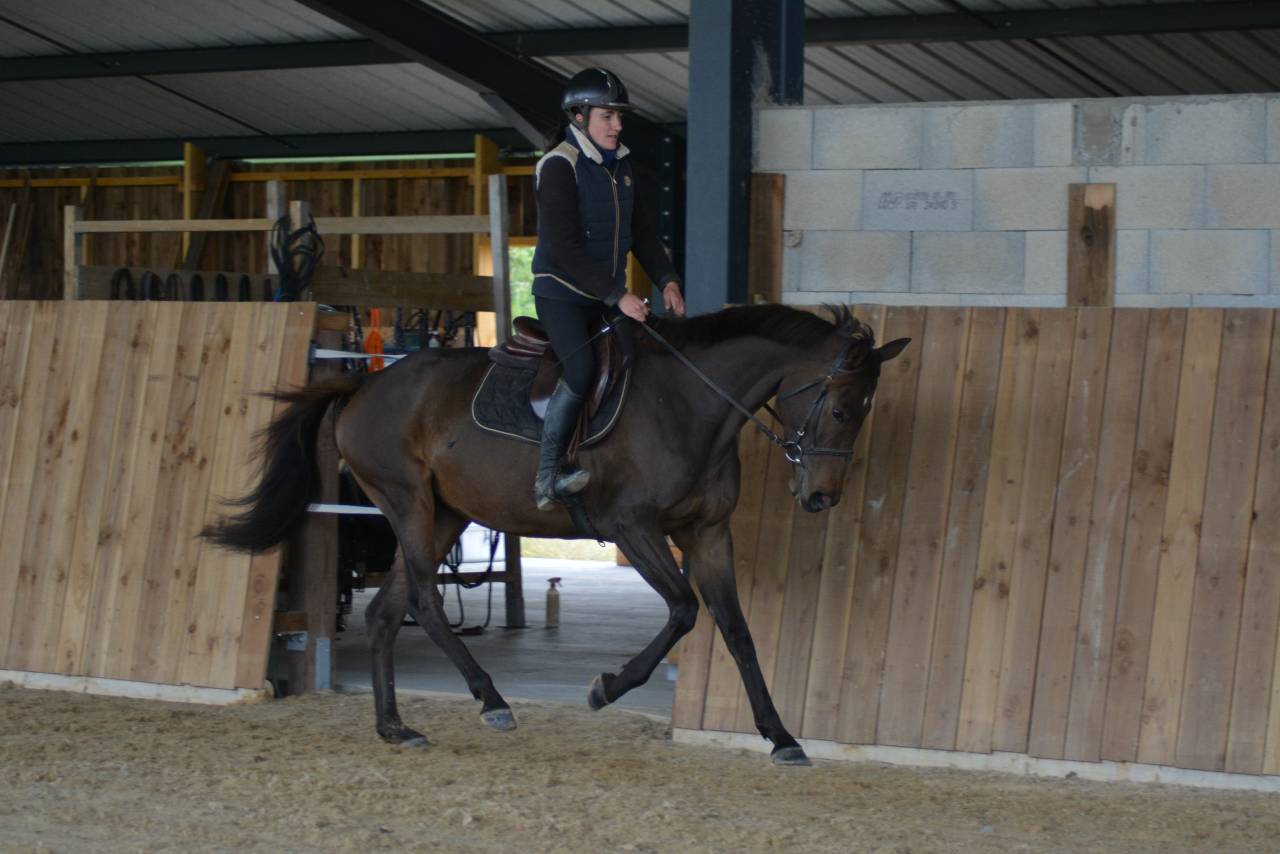 Merrie Engels volbloed Te koop 2021 Koffie vos