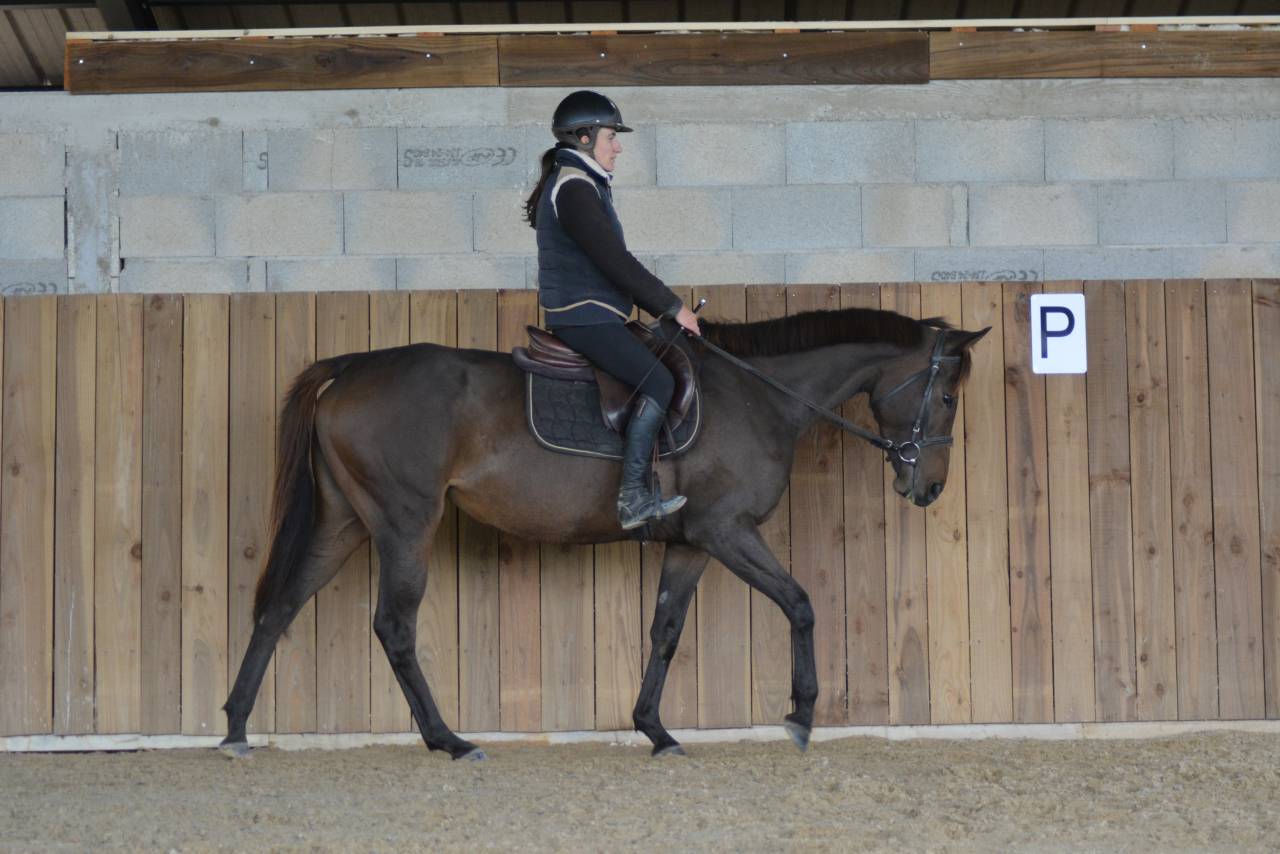 Merrie Engels volbloed Te koop 2021 Koffie vos