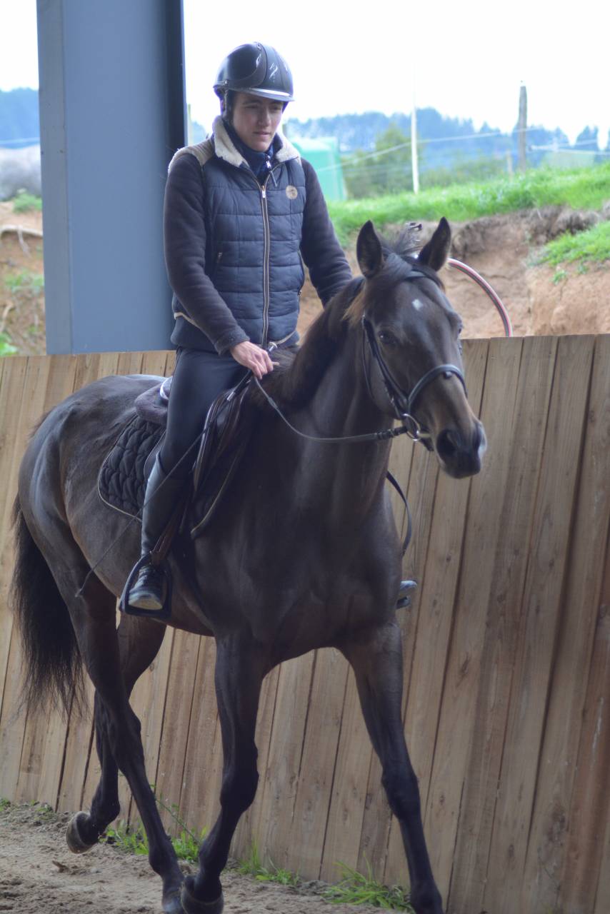 Merrie Engels volbloed Te koop 2021 Koffie vos