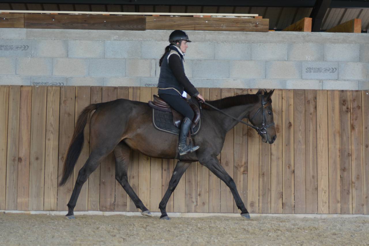 Merrie Engels volbloed Te koop 2021 Koffie vos