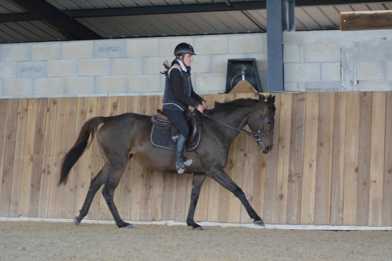 Merrie Engels volbloed Te koop 2021 Koffie vos