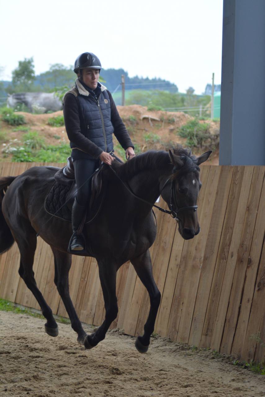 Merrie Engels volbloed Te koop 2021 Koffie vos