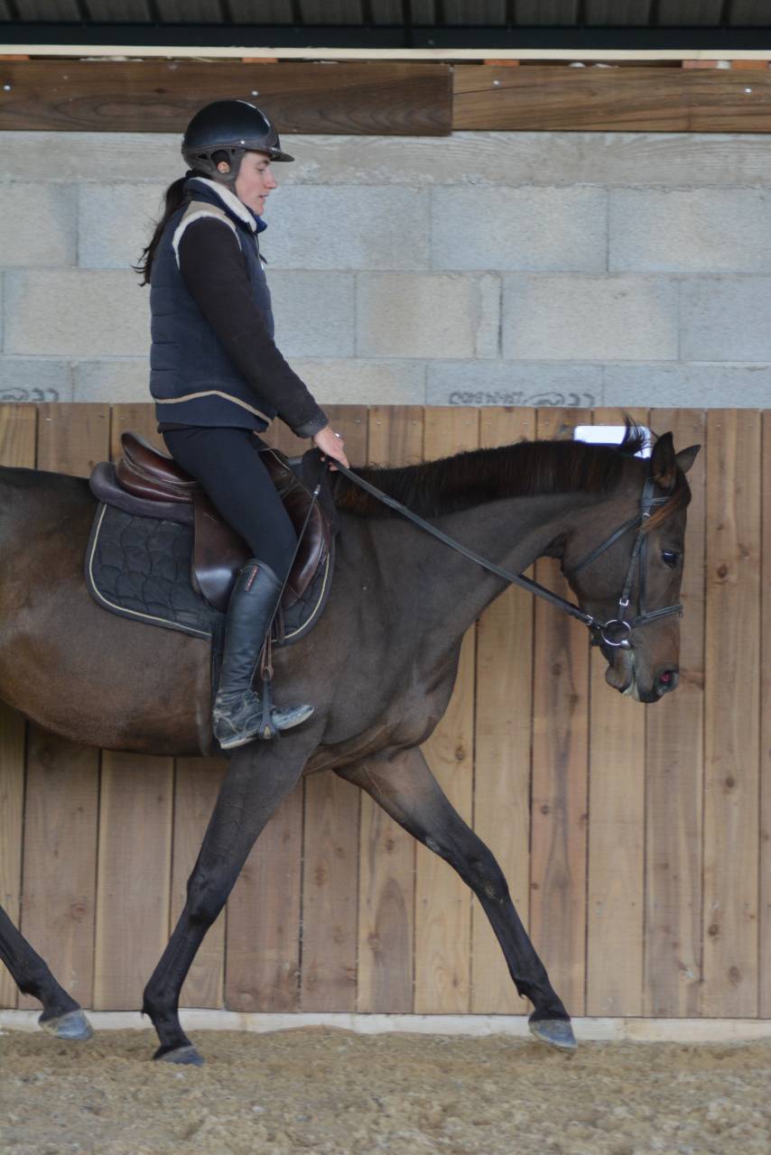 Merrie Engels volbloed Te koop 2021 Koffie vos