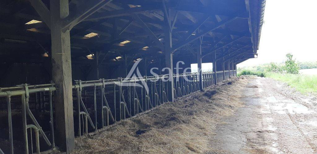 Schapen exploitatie Koop Haute-Vienne