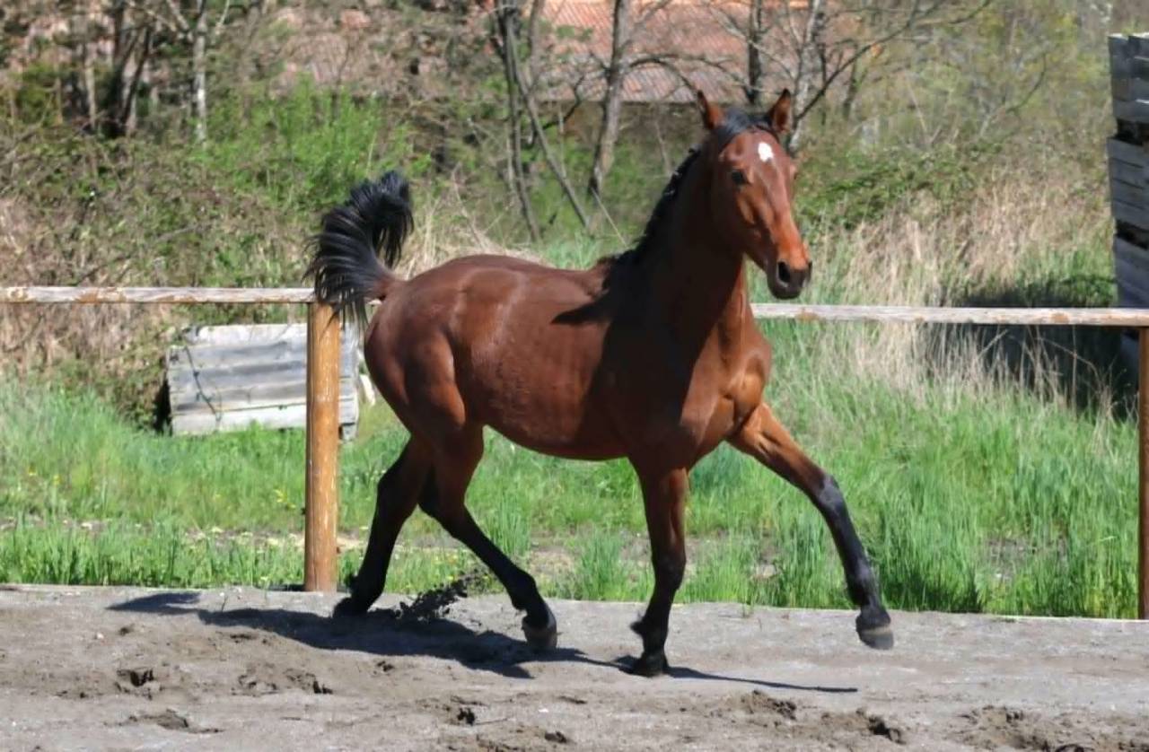 Merrie Hannoveraan  Te koop 2024 Donker bruin / bai
