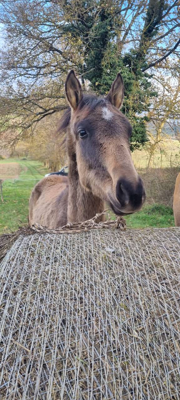 Veulen (vr) Akhal-Teke Te koop 2024 Overige kleuren ,  Kemput