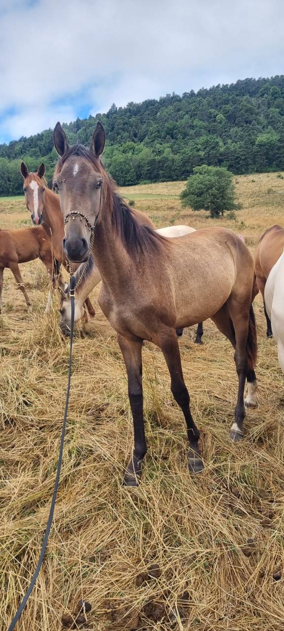 Veulen (vr) Akhal-Teke Te koop 2024 Overige kleuren ,  Kemput