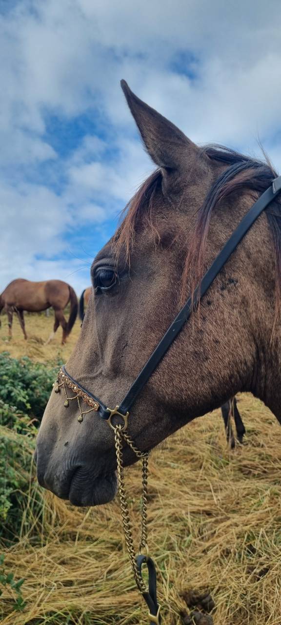 Veulen (vr) Akhal-Teke Te koop 2024 Overige kleuren ,  Kemput