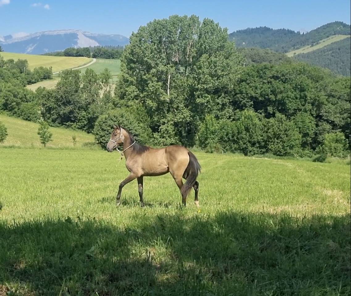 Veulen (vr) Akhal-Teke Te koop 2024 Overige kleuren ,  Kemput