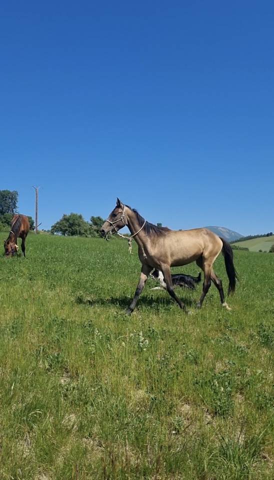 Veulen (vr) Akhal-Teke Te koop 2024 Overige kleuren ,  Kemput