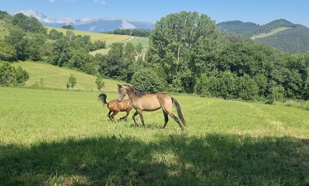 Veulen (vr) Akhal-Teke Te koop 2024 Overige kleuren ,  Kemput