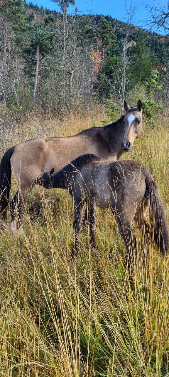 Merrie Akhal-Teke Te koop 2007 Isabel ,  Altair