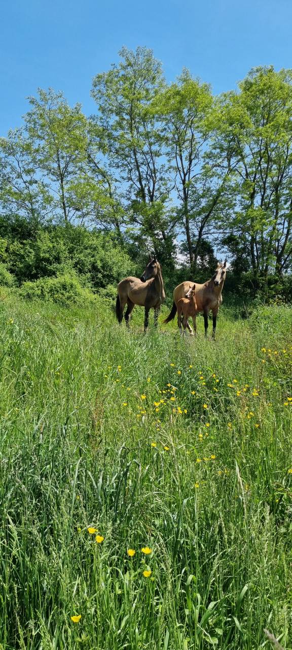 Merrie Akhal-Teke Te koop 2007 Isabel ,  Altair