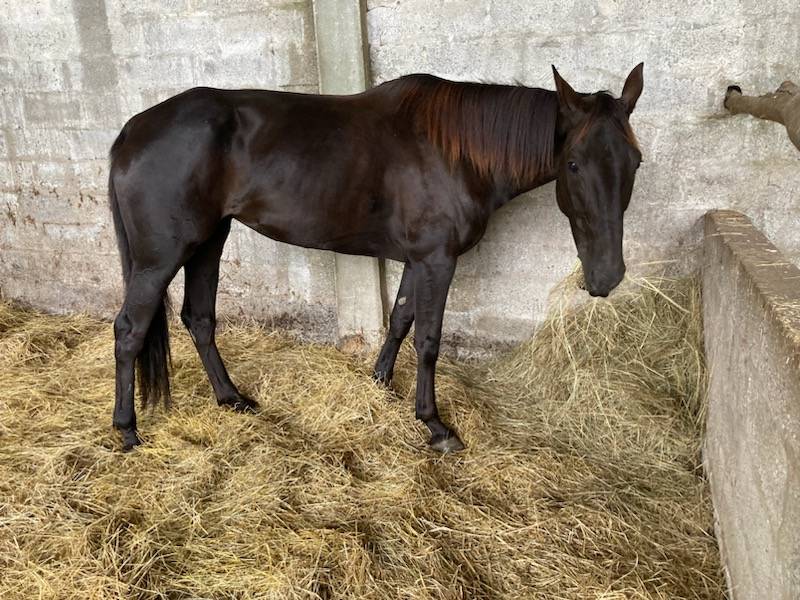 Merrie Selle Français Te koop 2018 Bruin / Bai ,  KENOR DE COSSE