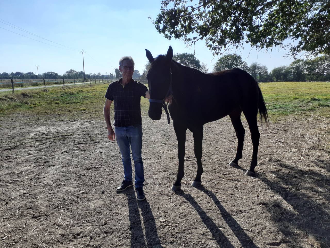 Merrie Selle Français Te koop 2018 Bruin / Bai ,  KENOR DE COSSE