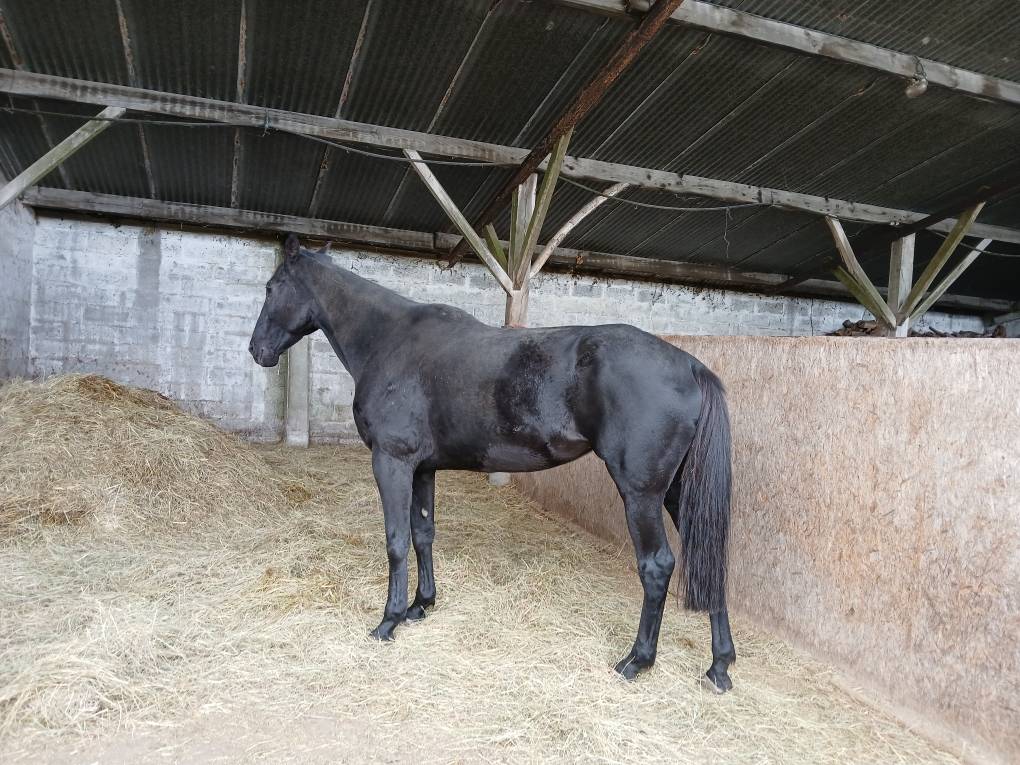 Merrie Selle Français Te koop 2018 Bruin / Bai ,  KENOR DE COSSE