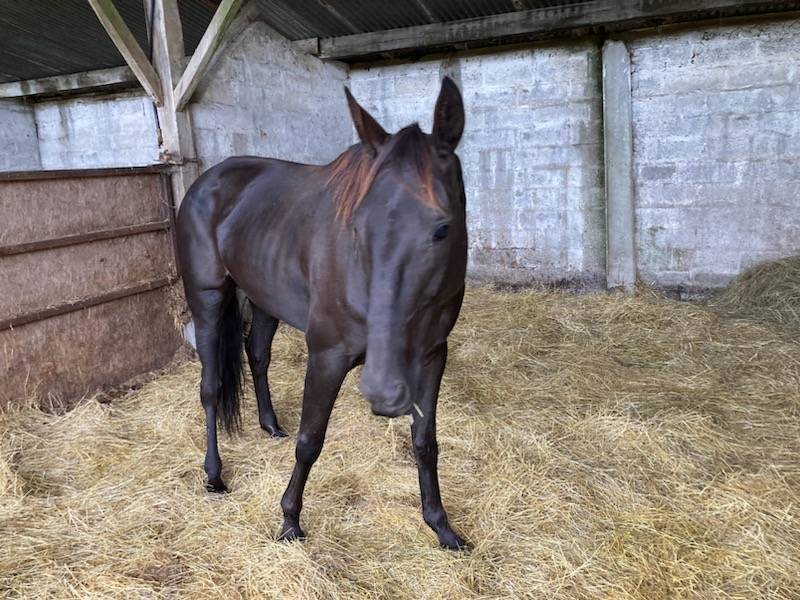 Merrie Selle Français Te koop 2018 Bruin / Bai ,  KENOR DE COSSE