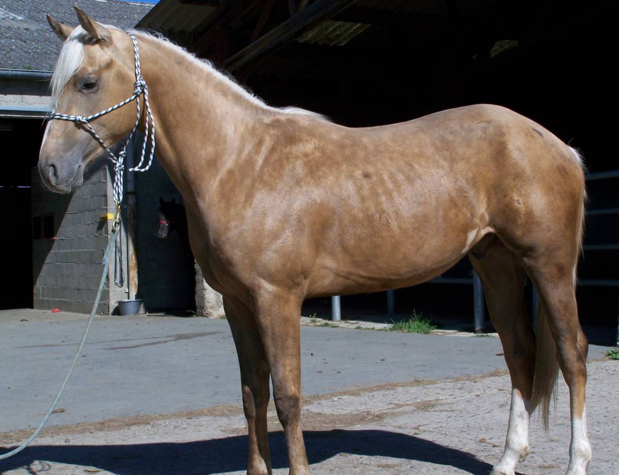 Hengst Paint Horse Te koop 2023 Palomino