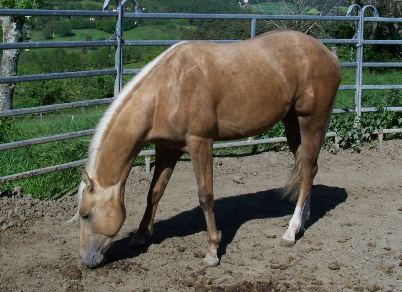 Hengst Paint Horse Te koop 2023 Palomino
