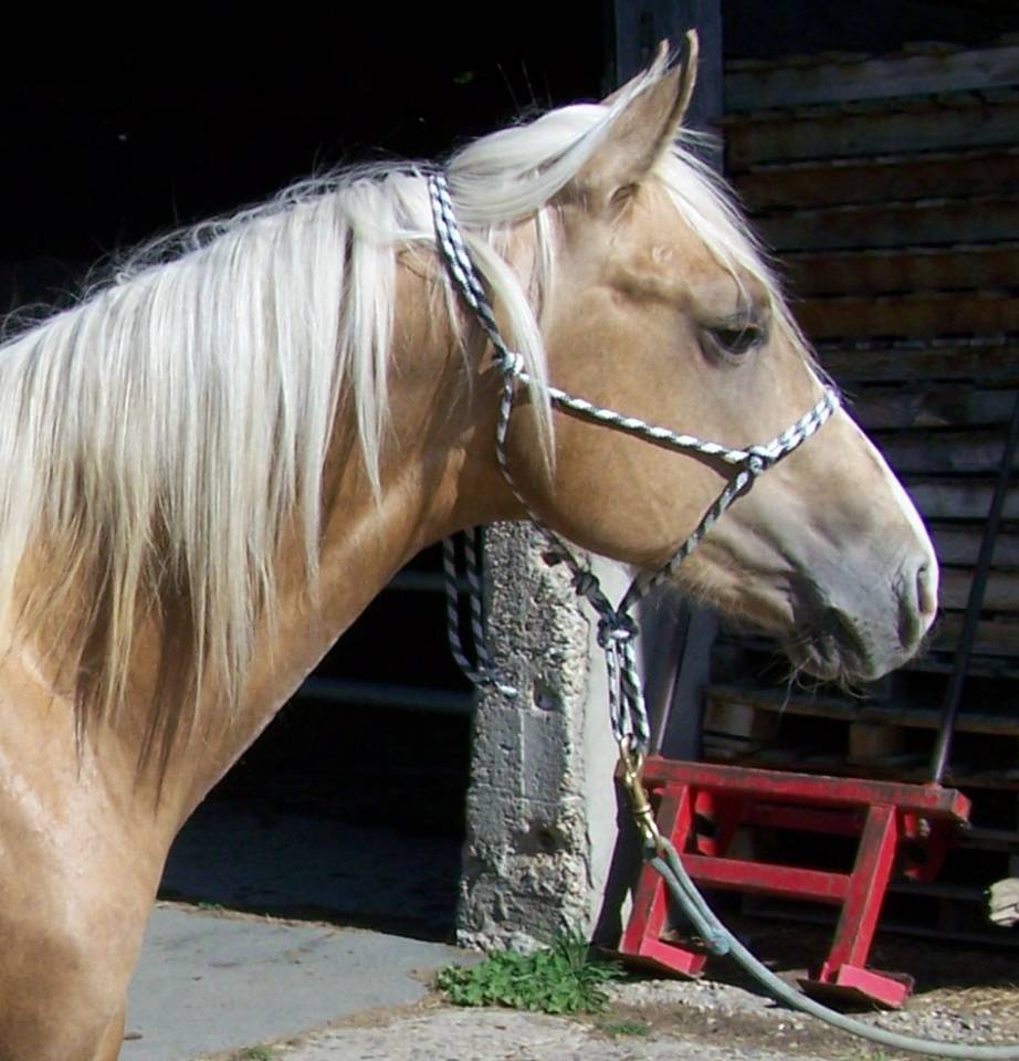 Hengst Paint Horse Te koop 2023 Palomino