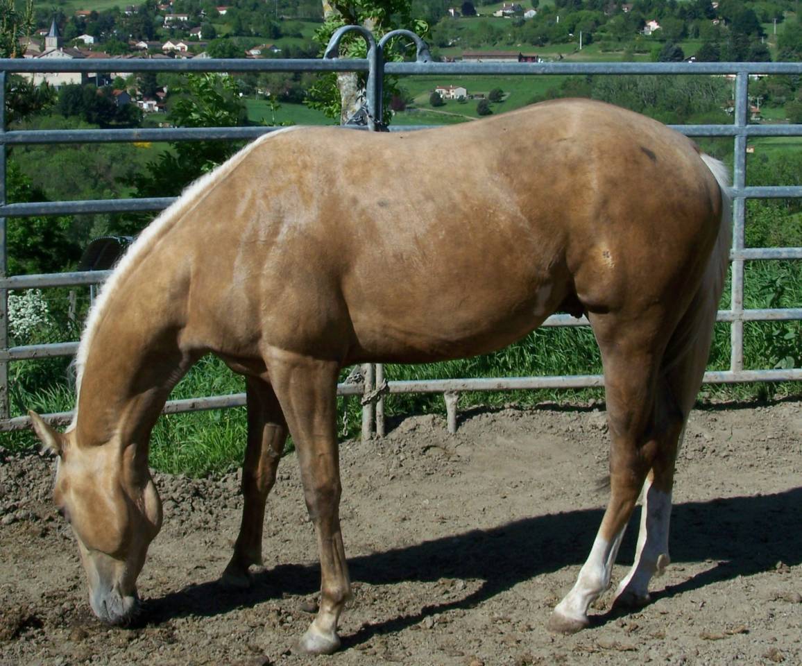 Hengst Paint Horse Te koop 2023 Palomino