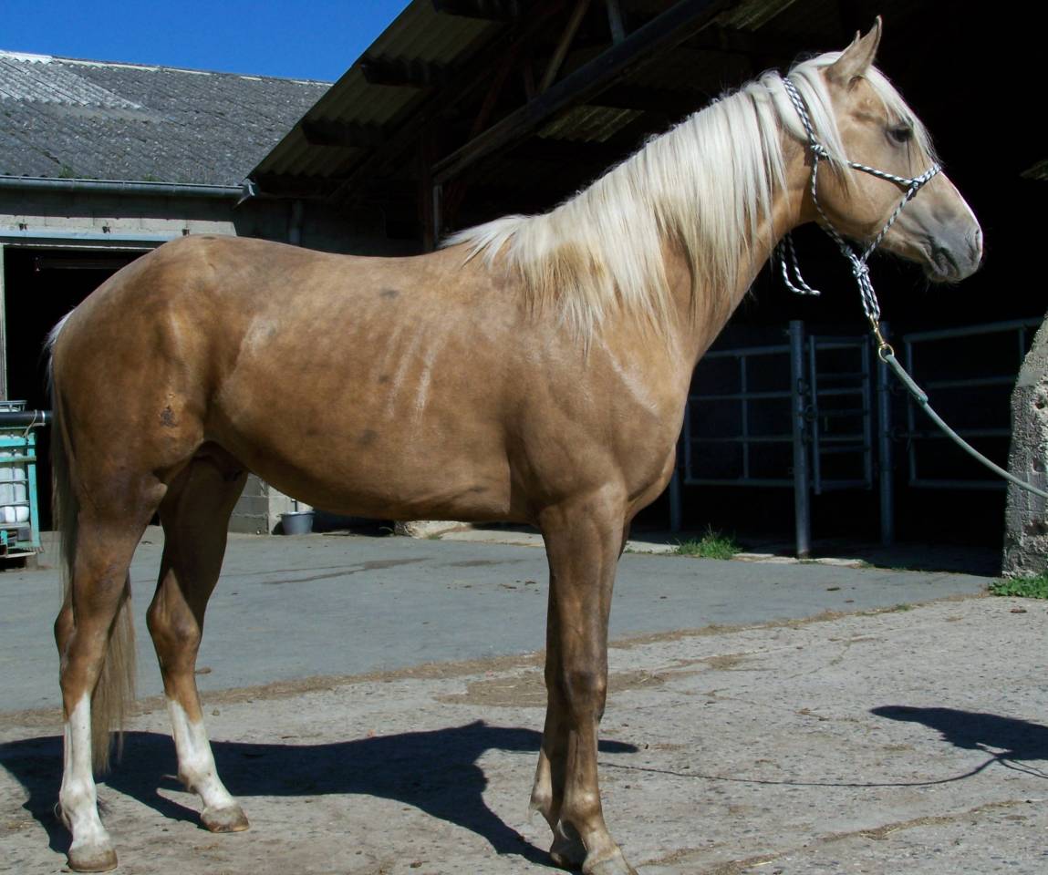 Hengst Paint Horse Te koop 2023 Palomino