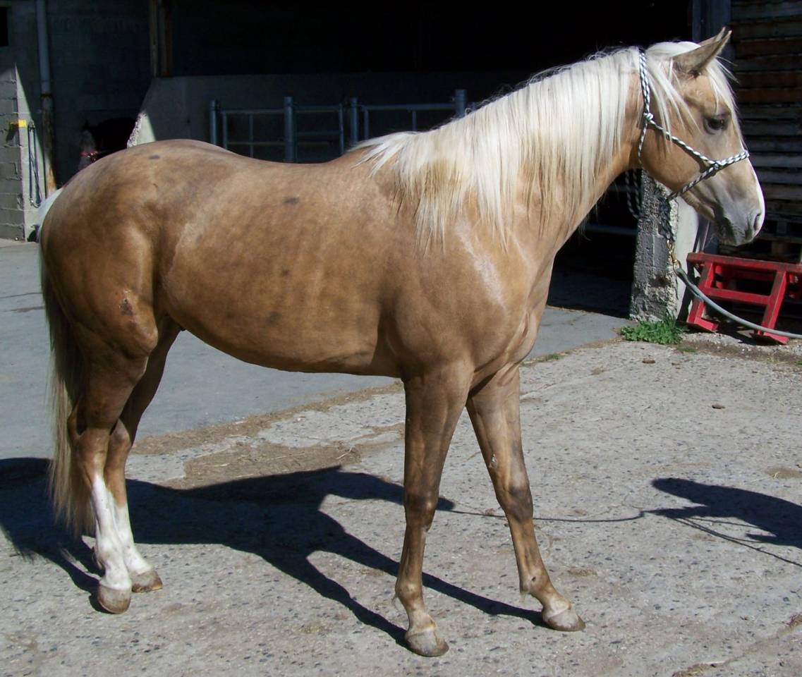 Hengst Paint Horse Te koop 2023 Palomino