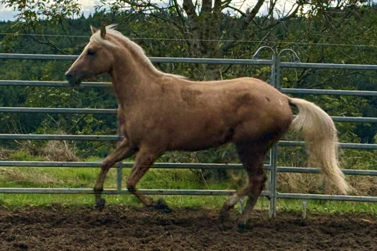 Hengst Paint Horse Te koop 2023 Palomino