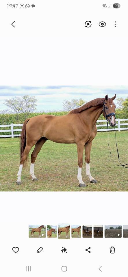 5 jarige dressuur ruin Imposatos x Metall