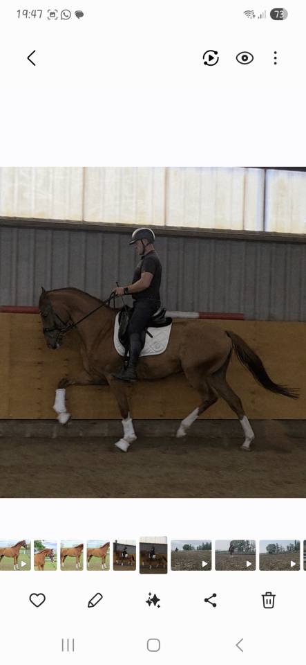 5 jarige dressuur ruin Imposatos x Metall