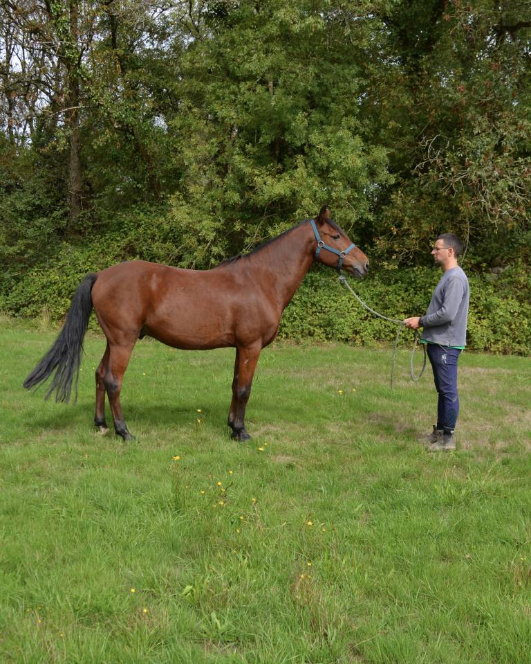 Ruin Bekend ras Te koop 2015 Donker bruin / bai